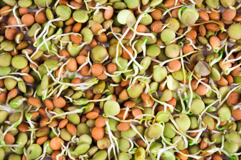 Seed Nutrition: Unveiling the Health Secrets of Nature’s Tiny Powerhouses